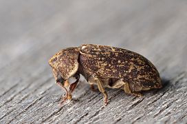 
          Xestobium rufovillosum (Grande vrillette)