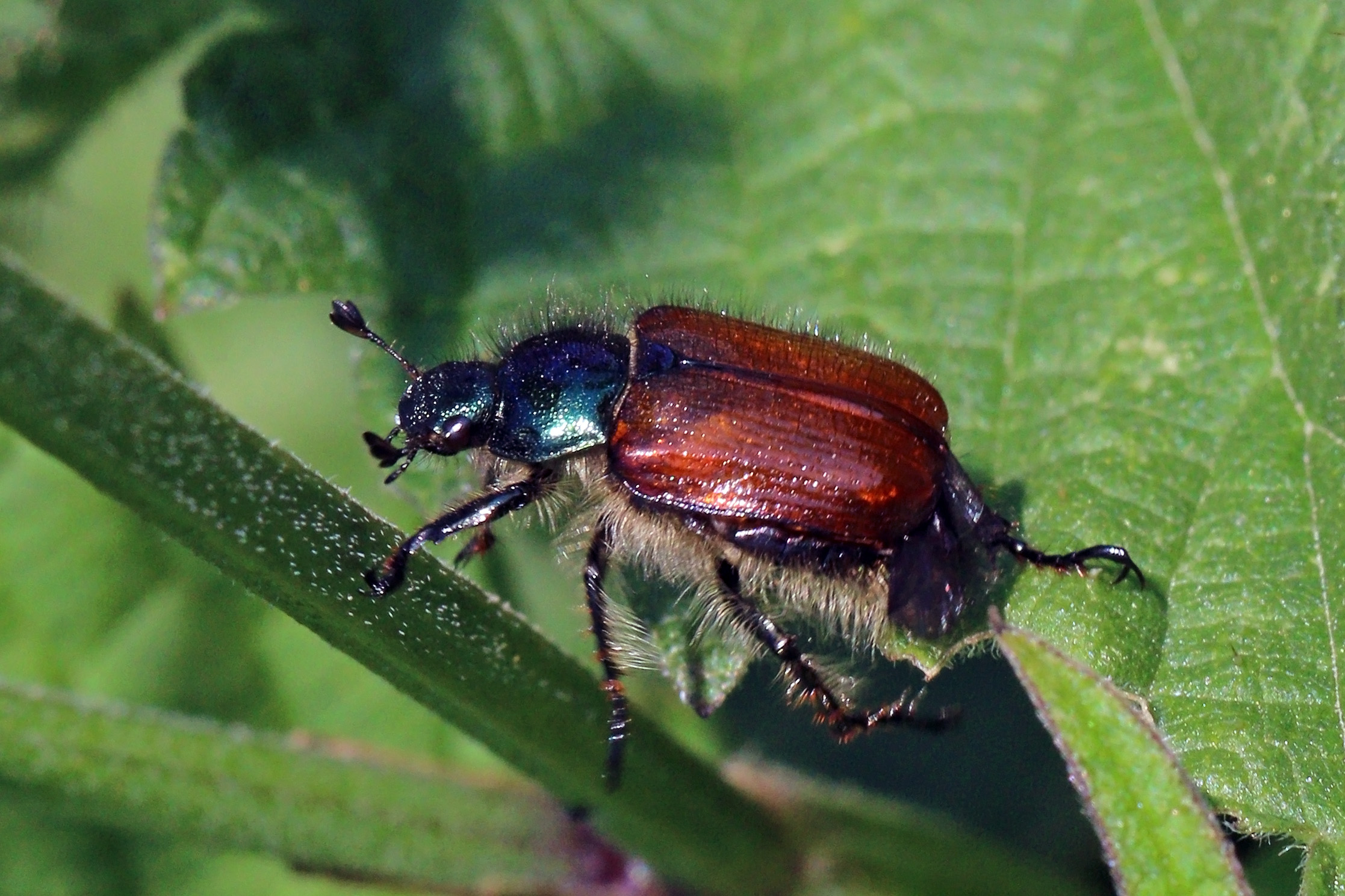 
          Hanneton horticole (Phyllopertha horticola)