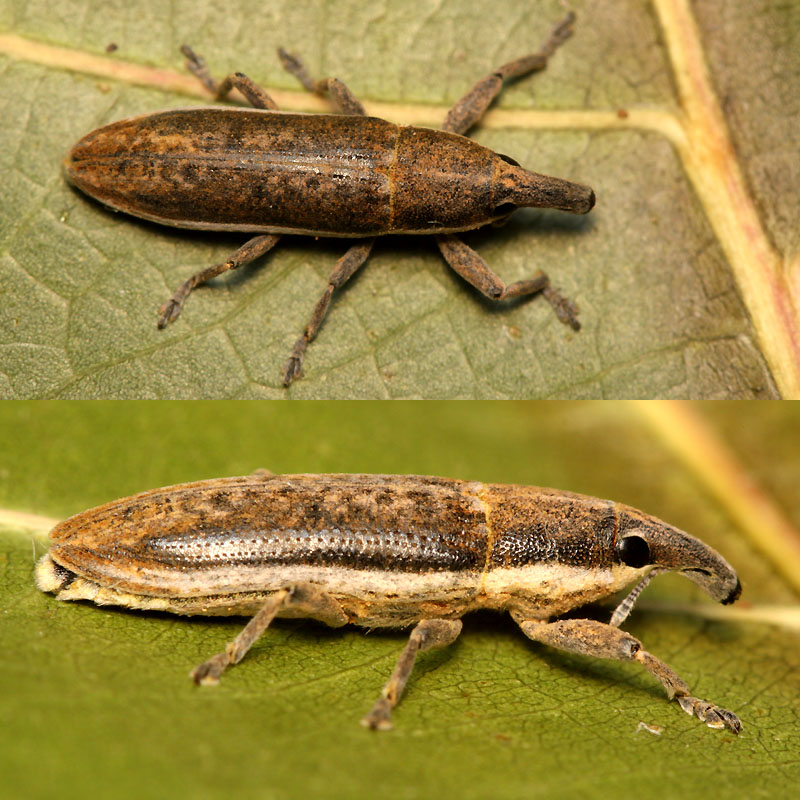 
          Lixus juncii (Lixus de la betterave)