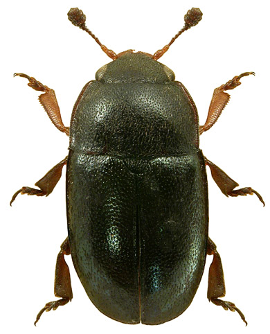 
          Meligethes viridescens (Méligèthe des crucifères)