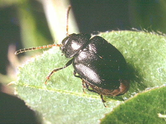 
          Colaspidema atrum (Négril)