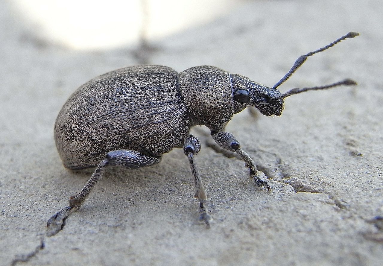 
          Otiorhynchus ligustici (Otiorhynque de la livèche)