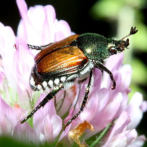 
          Scarabée japonais (Popillia japonica)