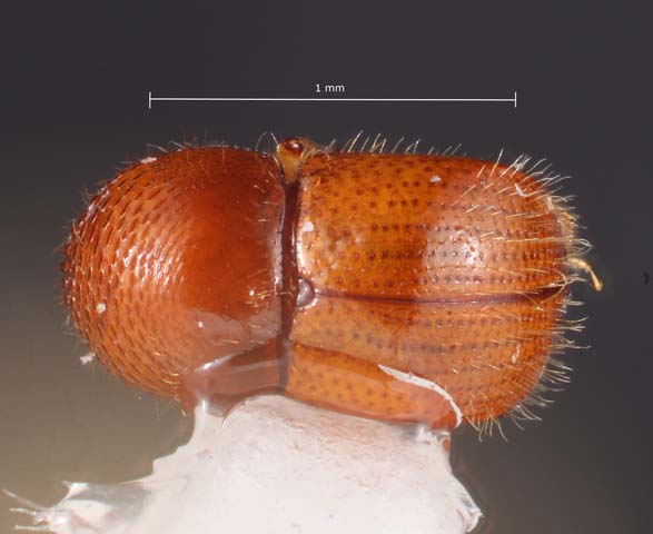 
           Xylosandrus morigerus (scolyte brun du caféier)
