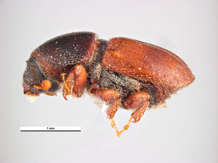 
          Scolytus amygdali (Scolyte de l'amandier)