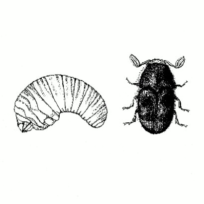 
          Phloeotribus oleae (Scolyte de l'olivier)