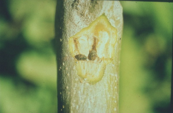 
          Phloeotribus oleae (Scolyte de l'olivier)