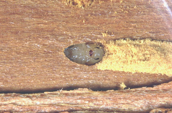 
          Ruguloscolytus rugulosus (petit scolyte des arbres fruitiers)