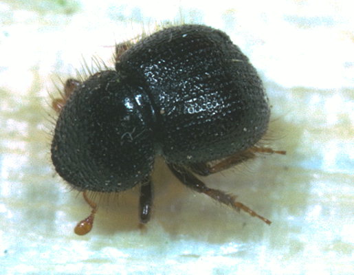 
          Le xylébore disparate (Xyleborus dispar) 