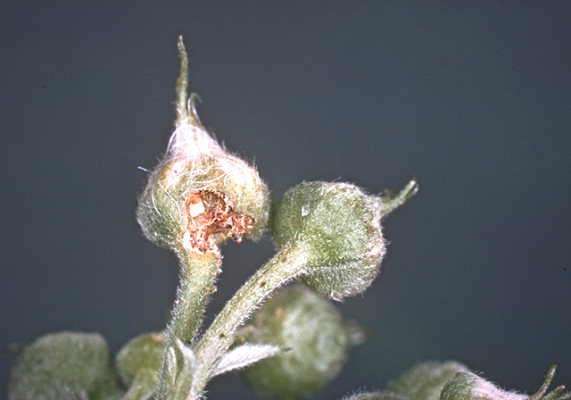 
          Byturus urbanus (Ver des framboises)