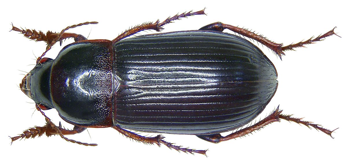 
          Zabre bossu (Zabrus tenebrioides)