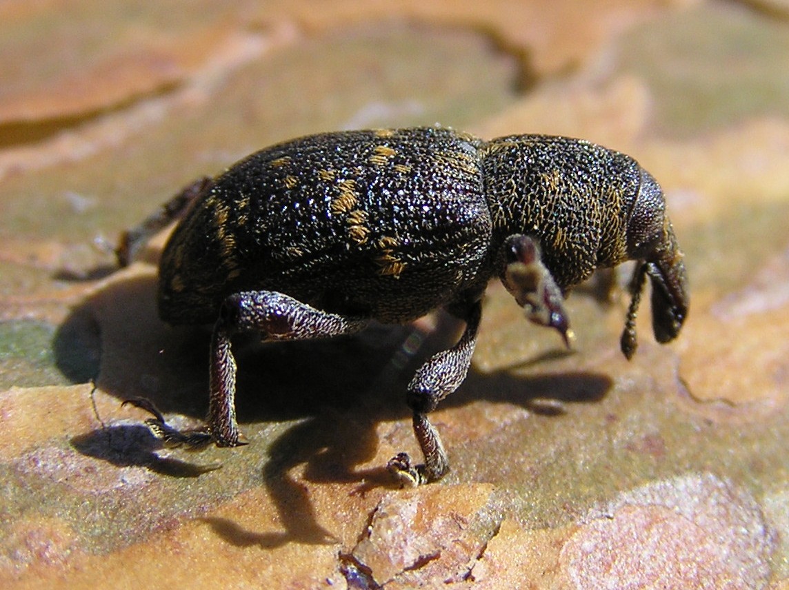 
          Hylobius abietis 