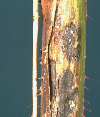 
          Resseliella theobaldi (Cécidomyie de l'écorce du framboisier)