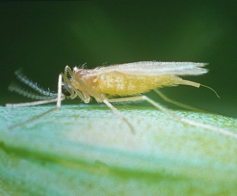 
          Contarinia tritici (cécidomyie jaune du blé)