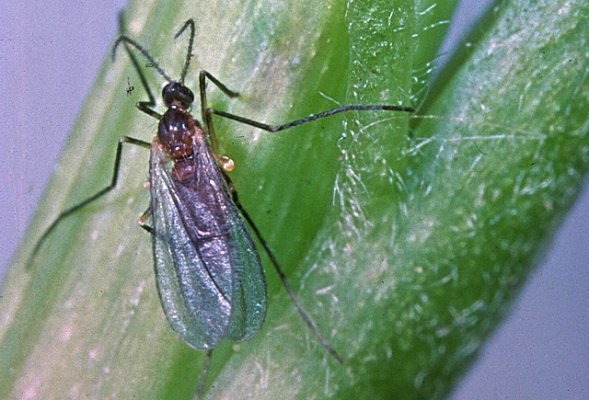 
          Contarinia lentis (Cécidomyie des fleurs de lentille)