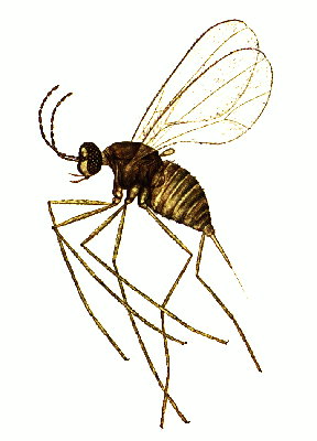 
          Contarinia medicaginis (Cécidomyie des fleurs de luzerne)