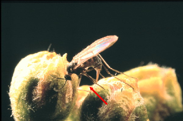 
          Contarinia pyrivora (cécidomyie des poirettes)