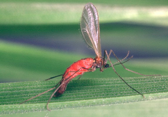 
          Haplodiplosis marginata (cécidomyie des tiges du blé)