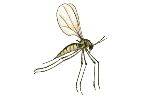 
          Contarinia nasturtii (cécidomyie du chou)