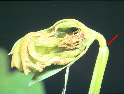 
          Cécidomyie du pois (Contarinia pisi)