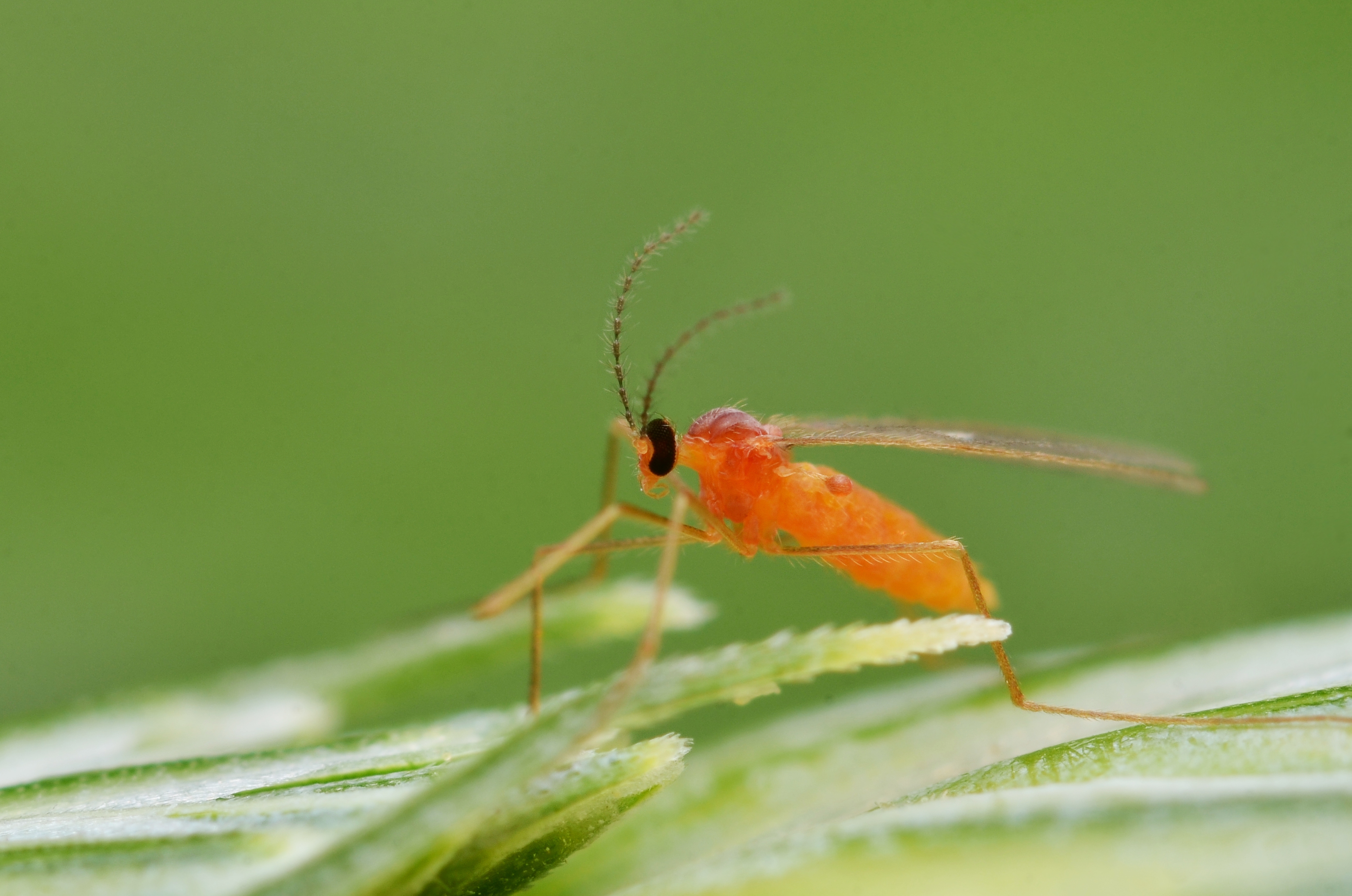 
          Sitodiplosis mosellana (cécidomyie orangée du blé)