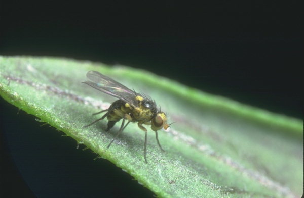 
          Liriomyza bryoniae (Mouche de la bryone)