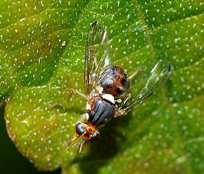 
          La mouche de l’olive (Bactrocera oleae)