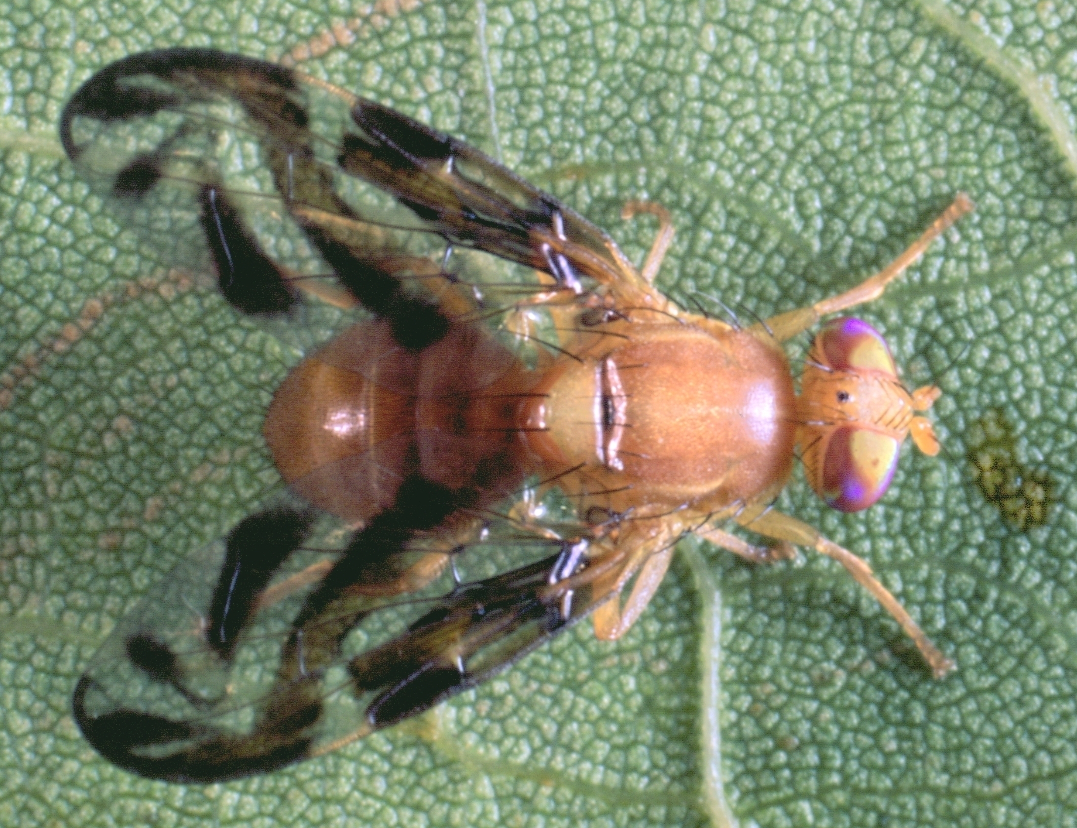 
          Anastrepha suspensa (mouche des fruits caribéenne)