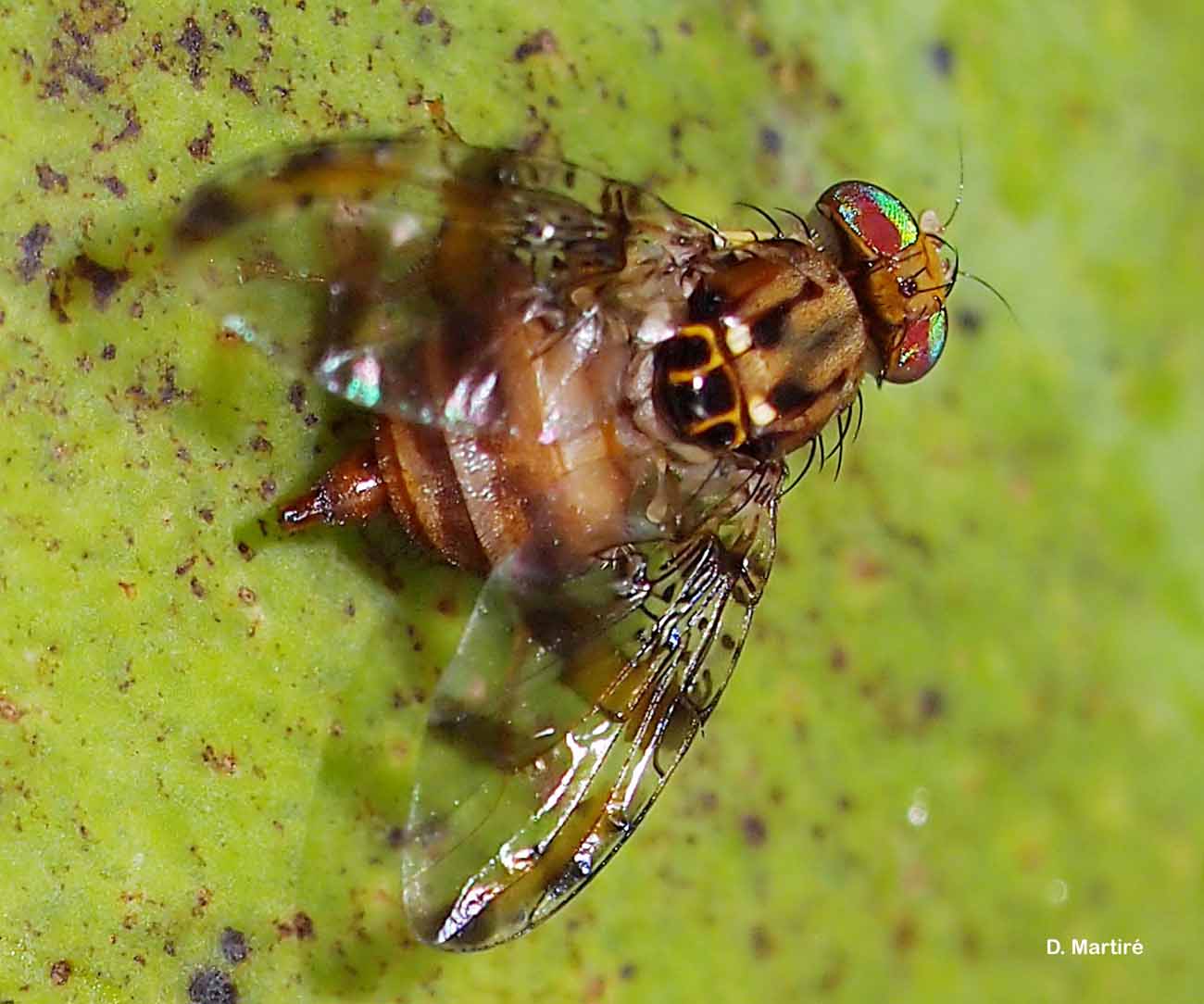 
          Ceratitis rosa (mouche du fruit du Natal)
