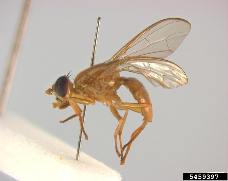 
          La mouche des fruits du Pacifique (Bactrocera xanthodes)