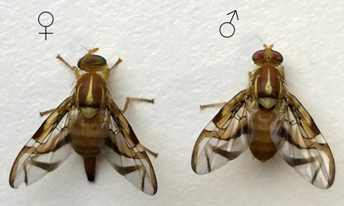 
          Anastrepha fraterculus (mouche des fruits d'Amérique du Sud)