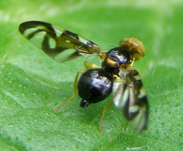 
          La mouche du céleri (Euleia heraclei)