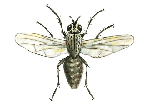 
          Delia floralis (mouche du navet)