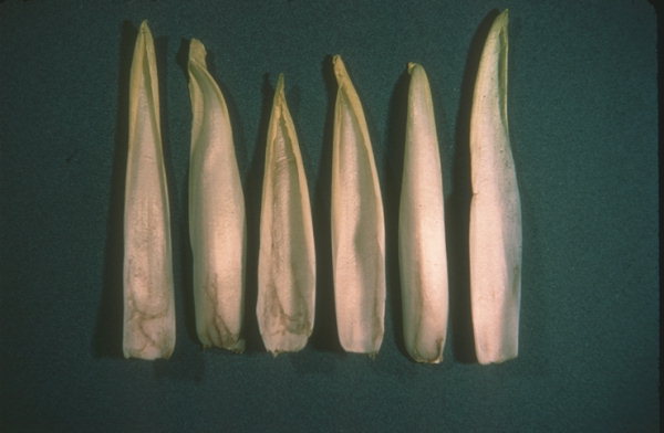 
          Ophiomyia pinguis (Mouche grise de l'endive)
