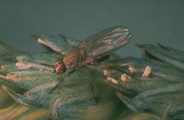 
          Delia coarctata (mouche grise des céréales)