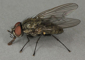 
          Delia platura (mouche des semis)