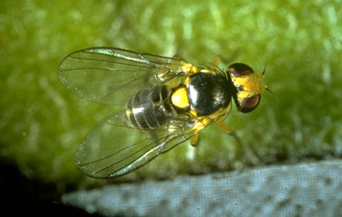 
          Liriomyza trifolii (Mouche mineuse américaine)