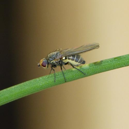 
          Phytomyza gymnostoma (Mouche mineuse du poireau)