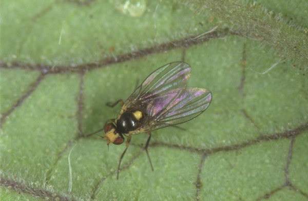 
          Liriomyza huidobrensis (mouche mineuse sud-américaine)