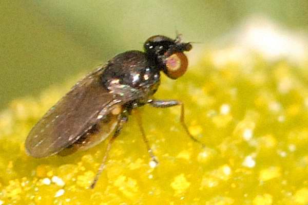 
          Oscinella pusilla (oscinie des céréales)