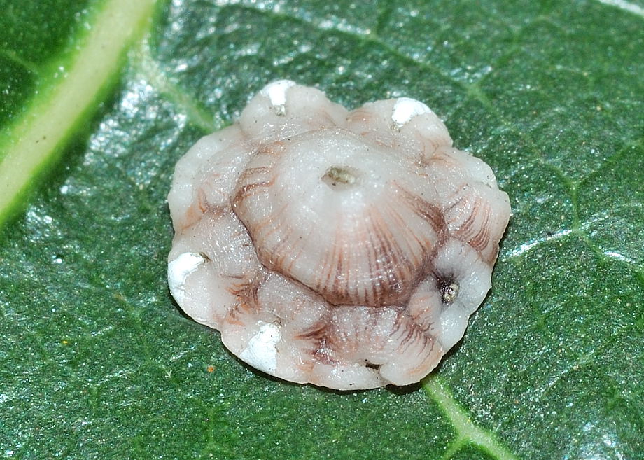
          Ceroplastes rusci (Céroplaste du figuier)