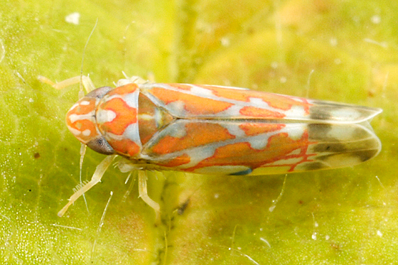 
          Erythroneura comes (la cicadelle de la vigne)