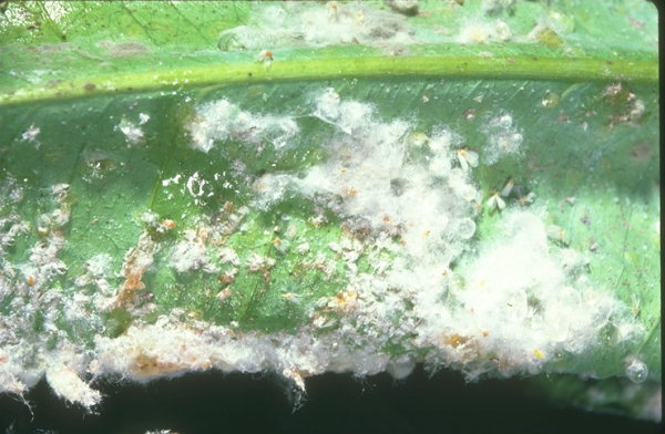 
          Aulacaspis tubercularis (cochenille du manguier)