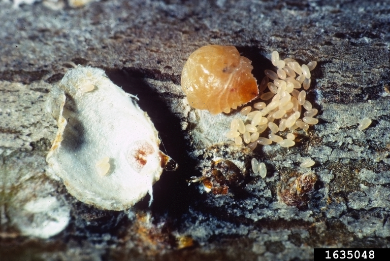 
          Pseudaulacaspis pentagona (Cochenille du mûrier)