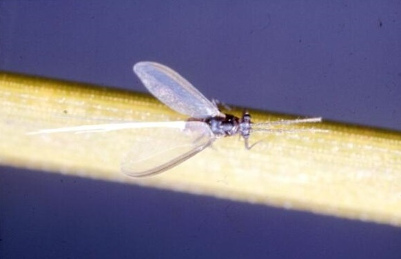
          Matsucoccus feytaudi (cochenille du pin maritime)