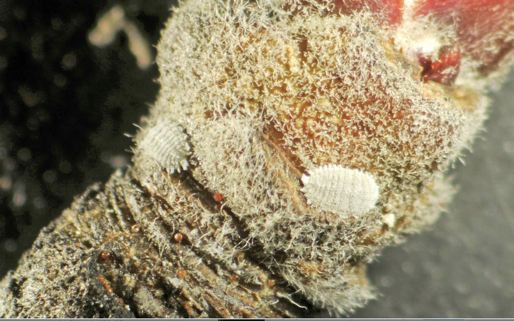 
          Phenacoccus aceri (Cochenille du pommier)