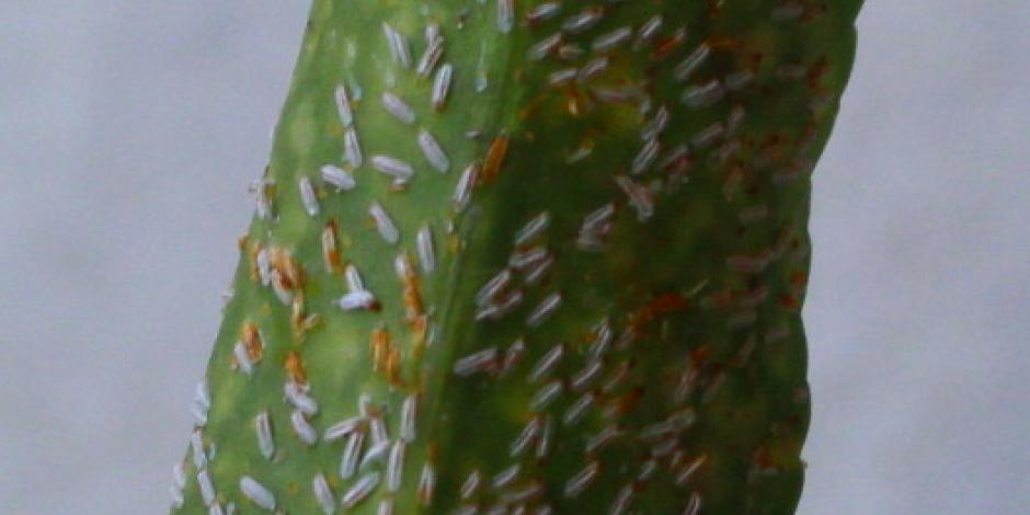
          La cochenille du rosier (Aulacaspis rosae)