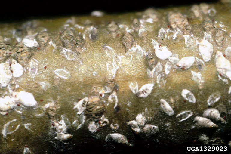 
          Chionaspis salicis (Cochenille du saule)
