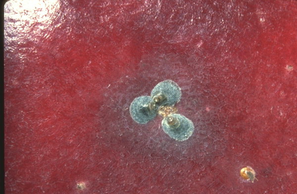 
          Quadraspidiotus ostraeiformis (Cochenille ostréiforme)