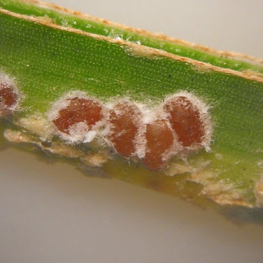 
          Phoenicococcus marlatti (cochenille rouge du dattier)